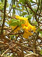 Uncarina grandidieri (fam Pedaliacees) (Madagascar) (Photo F. Mrugala) (2)